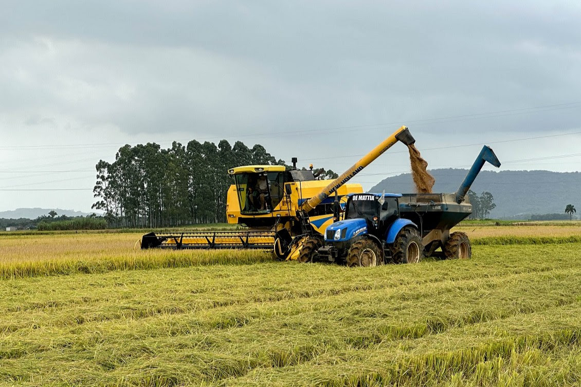 Após zelo no cultivo, agricultores colhem o arroz com a qualidade catarinense - maquinas colhendo arroz colheita arroz