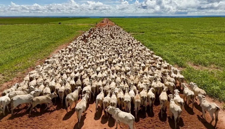 Golpes na pecuária: Principais golpes e estratégias de como evitar