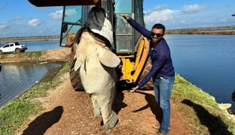 peixe gigante