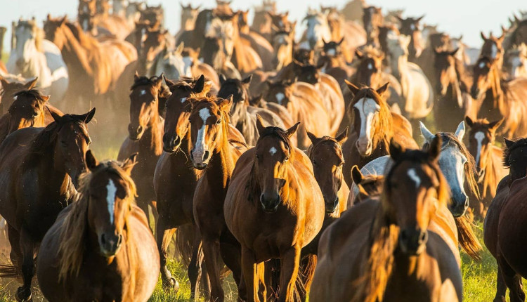 FAZENDA CARUANA - criatoria da raca quarto de milha