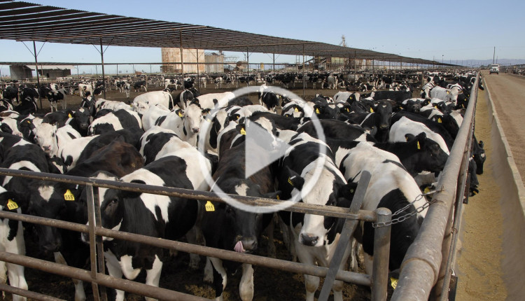 Fazenda mantem 150000 bezerros holandeses confinados 1