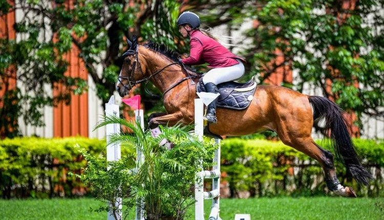 Cavalo bicampeão brasileiro fica esquelético ao ser colocado em haras