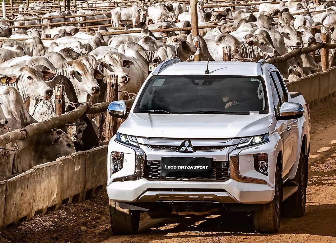 Estado alcança maior rebanho bovino em 50 anos e bate recorde na produção