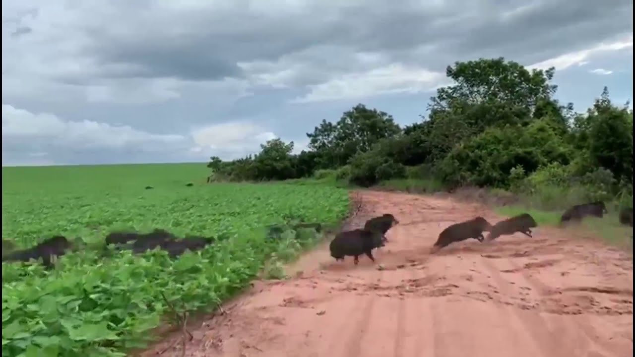 Javalis estao destruindo lavouras de arroz e soja no Rio Grande do Sul 5