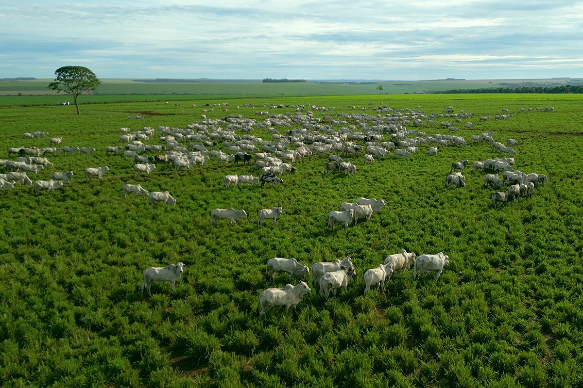 Produtividade e sustentabilidade na pratica - Dia de campo na fazenda Santa Maria - da agropecuaria Cutolo