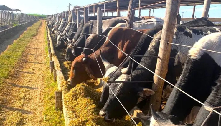Capim-elefante BRS Capiaçu é opção de forragem para bovinos durante período de seca