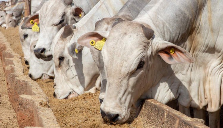 Trouw-bigsal-confimamento-nutricao-animal-foto-divulgacao