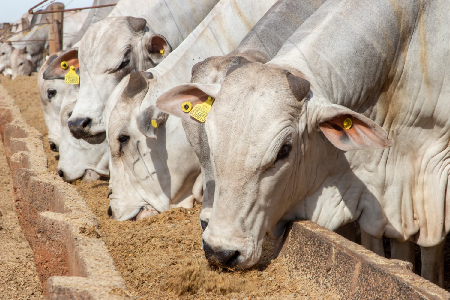 Trouw-bigsal-confimamento-nutricao-animal-foto-divulgacao