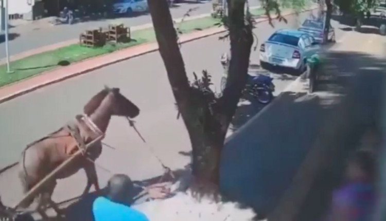 vereador é mordido por burro