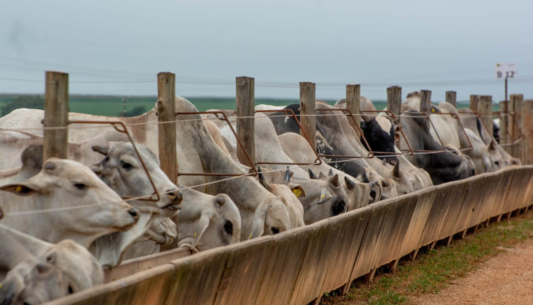 fase de terminação de bovinos