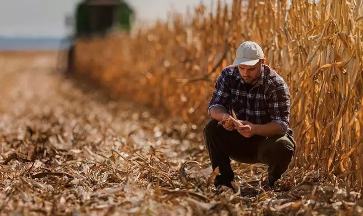 Contrato de arrendamento x parceria rural – veja as diferenças