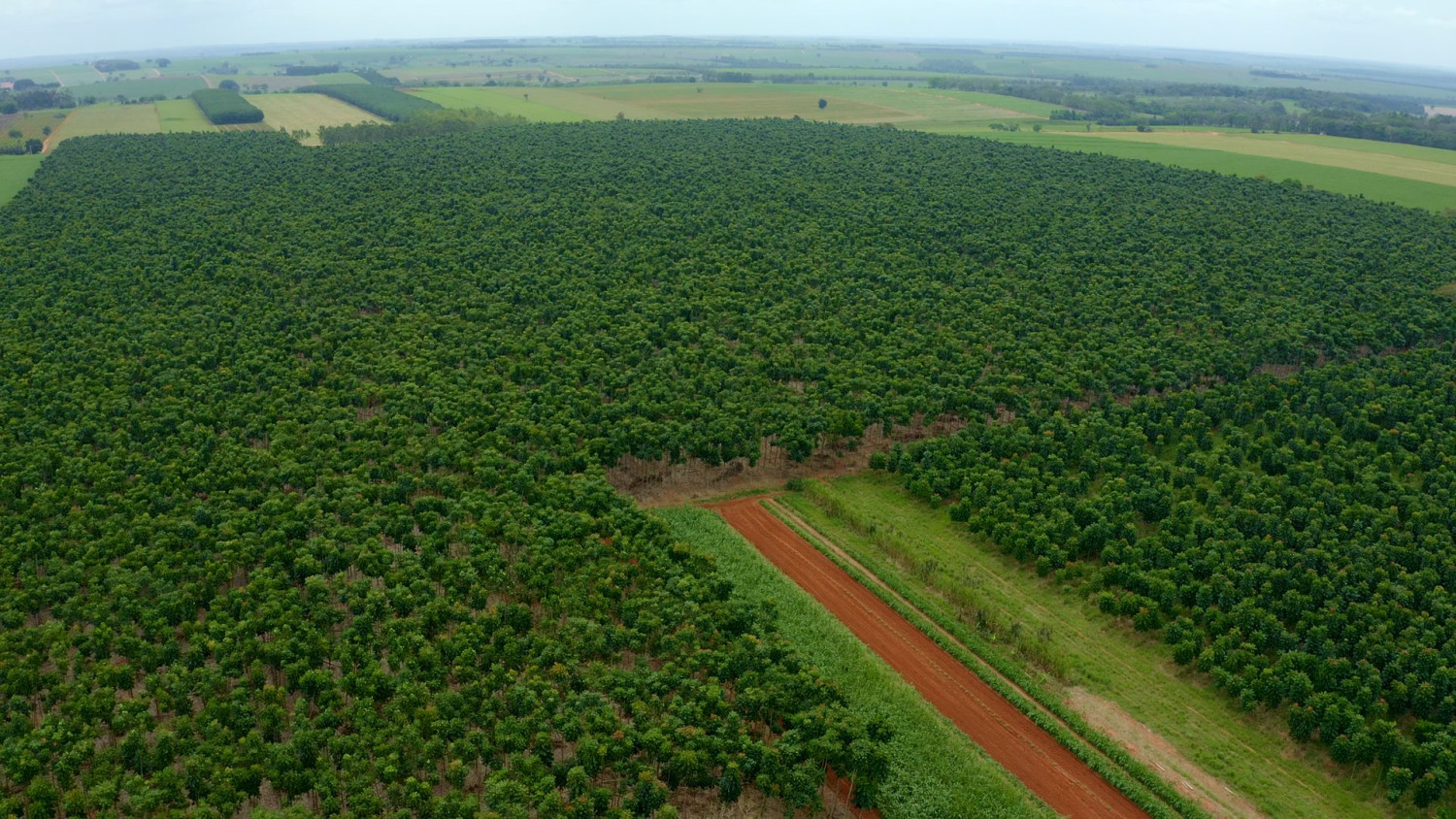 Whitepaper - Polo Florestal 04 - Mogno Africano - reflorestamento