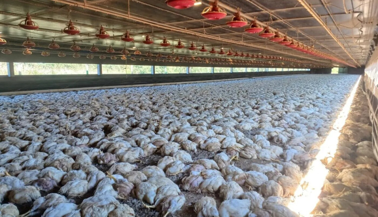 Avicultor registra morte de 25 mil frangos por causa de queda de energia