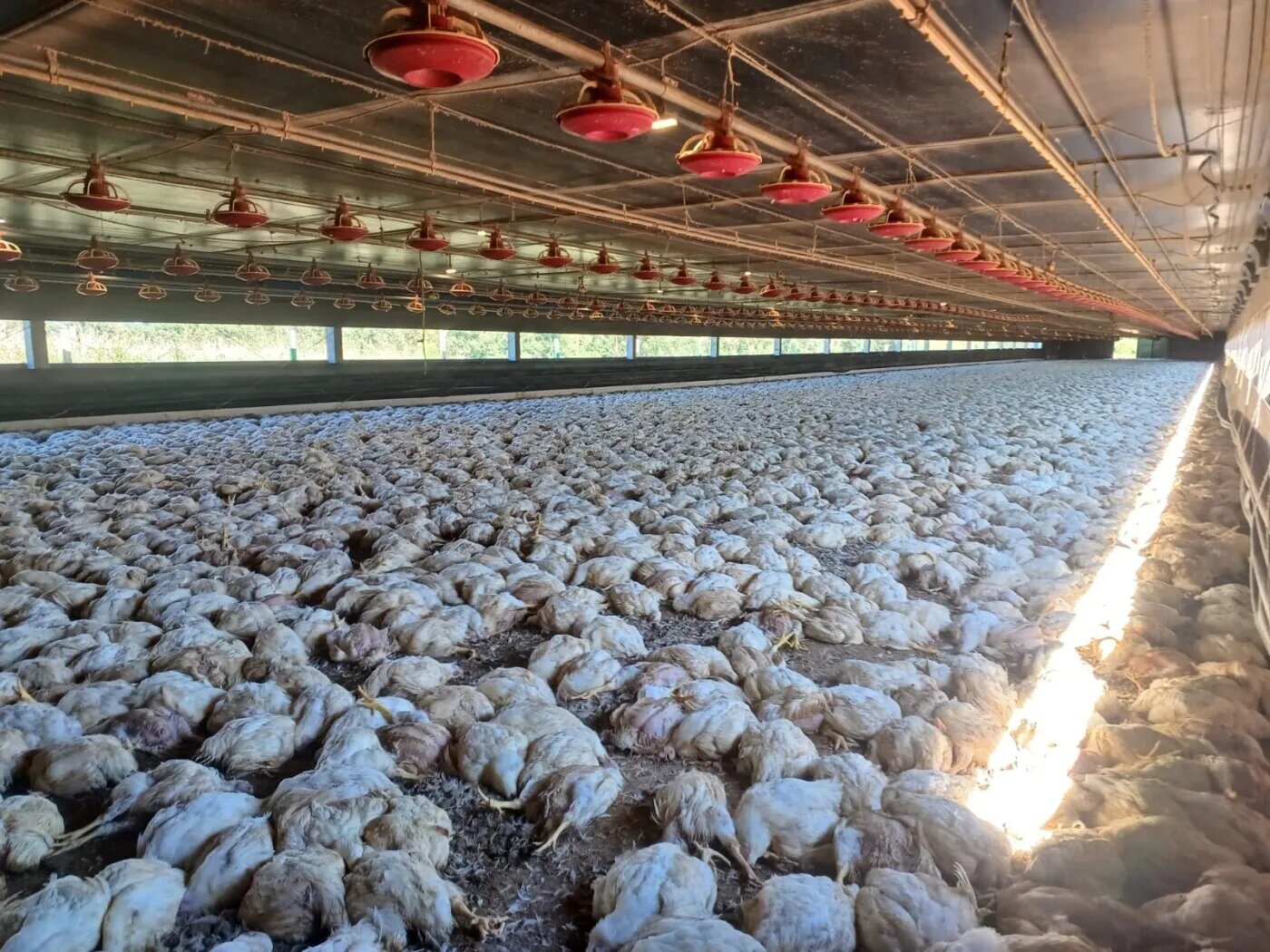 Avicultor registra morte de 25 mil frangos por causa de queda de energia