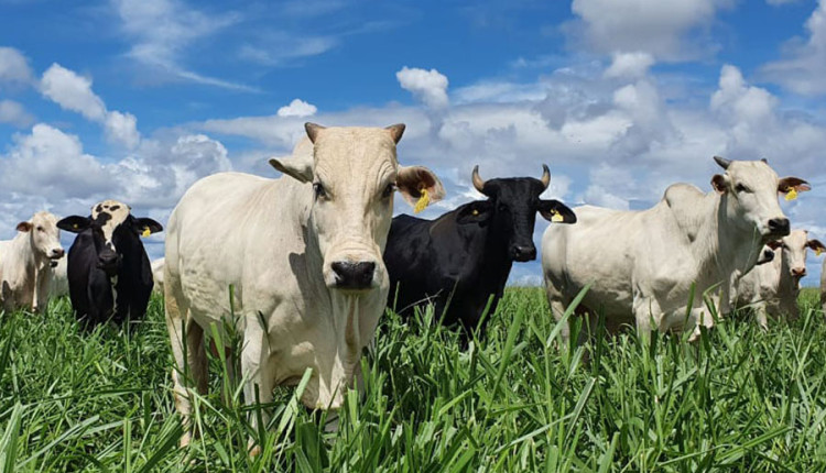 Embrapa valida diretrizes técnicas para produção de Carne Baixo Carbono