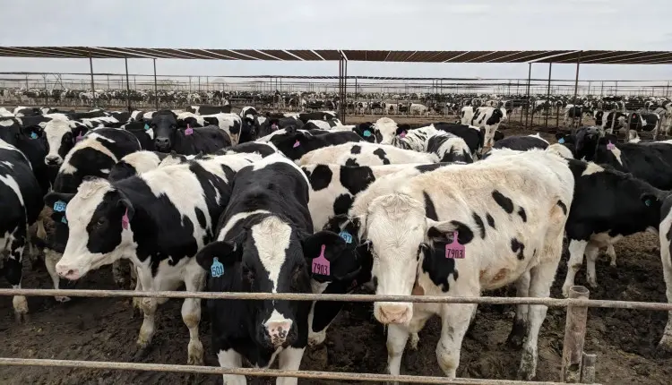 Confinamento: como o beef-on-dairy se transformou a pecuária leiteira