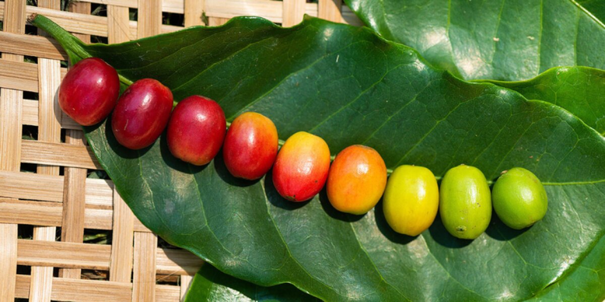 Café Canéfora