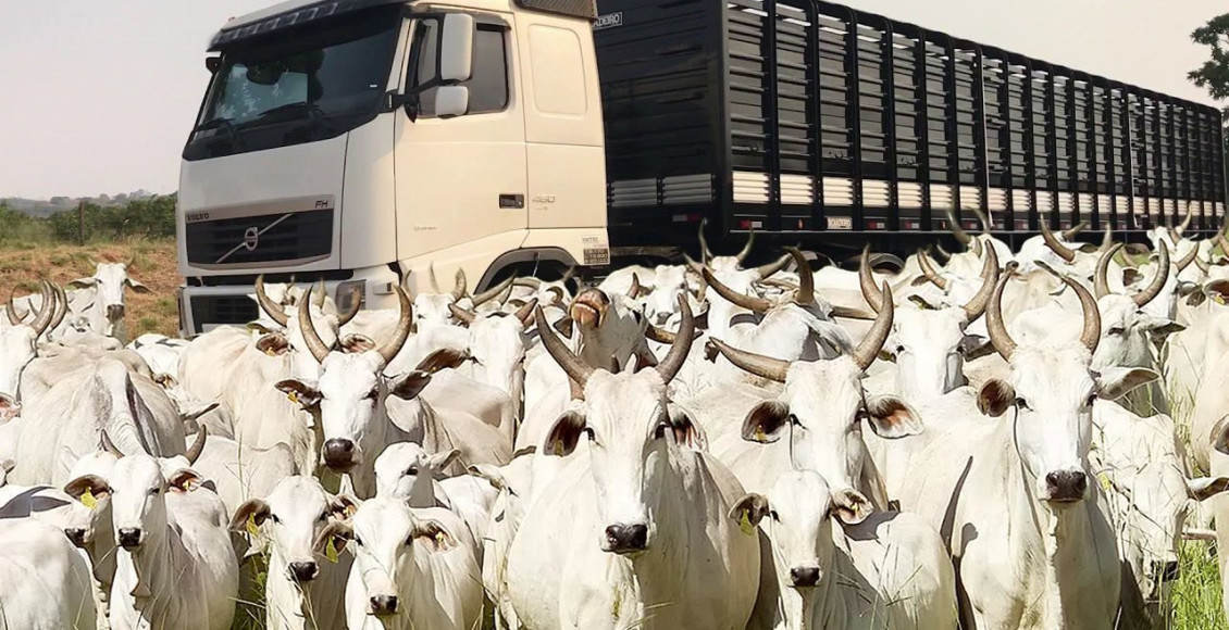 caminhao roubado pra carregar gado - 300 vacas agua boa mato grosso
