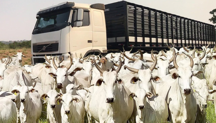 caminhao roubado pra carregar gado - 300 vacas agua boa mato grosso