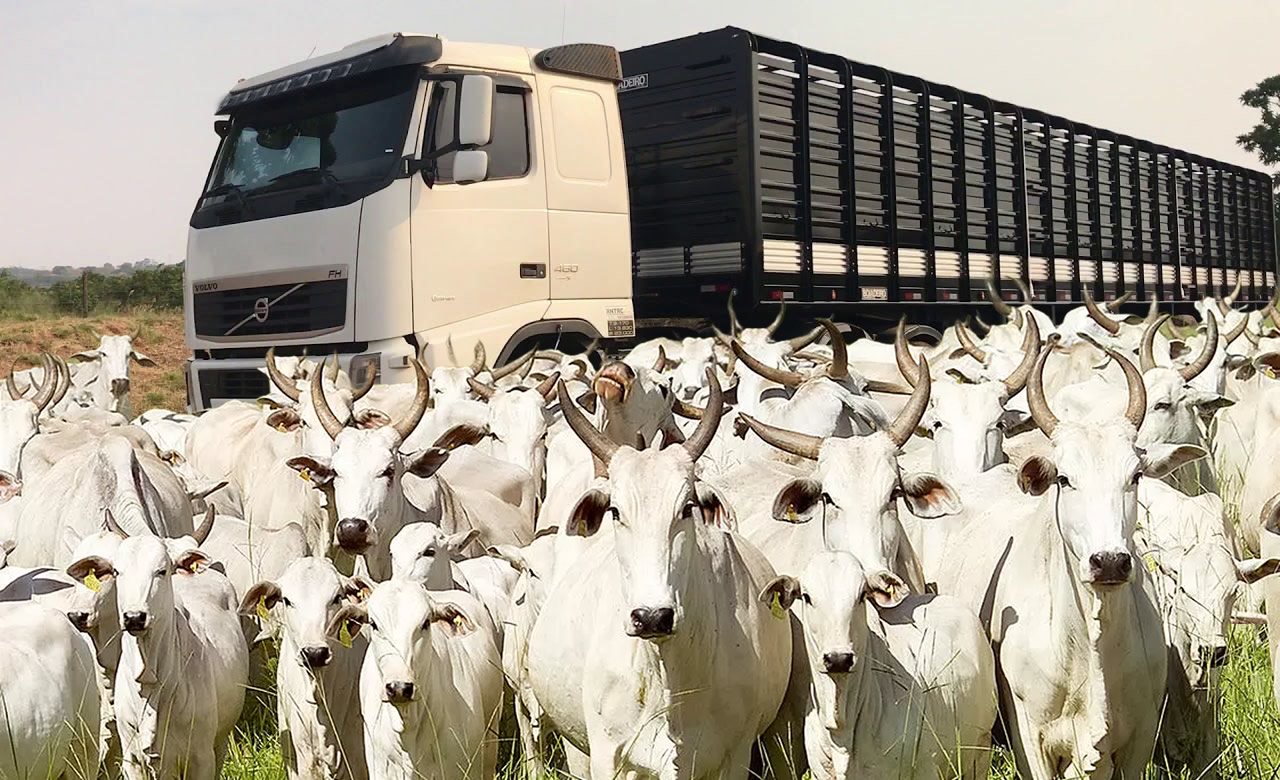 caminhao roubado pra carregar gado - 300 vacas agua boa mato grosso