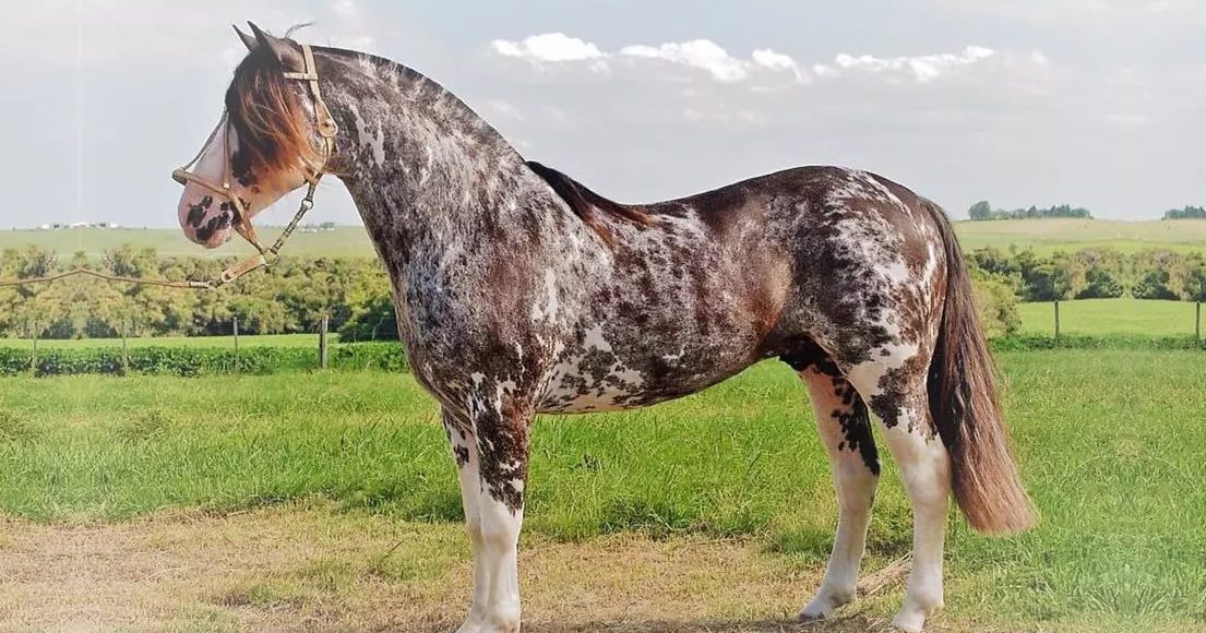 cavalo-crioulo-prestigio-do-itao