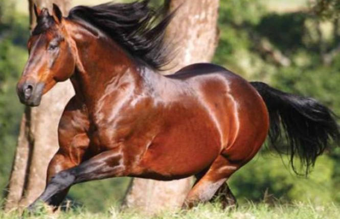 cavalo quarto de milha- hobby top cody