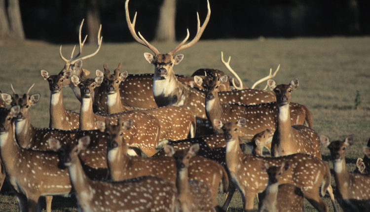 cervo da especie Axis Axis - conhecido popularmente como Chital - manada