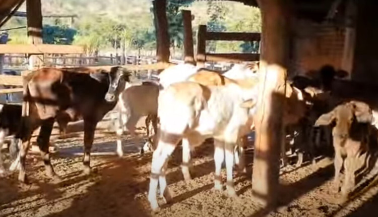 Vídeo mostra fazenda em Lagoa Santa antes de ocupação do MST
