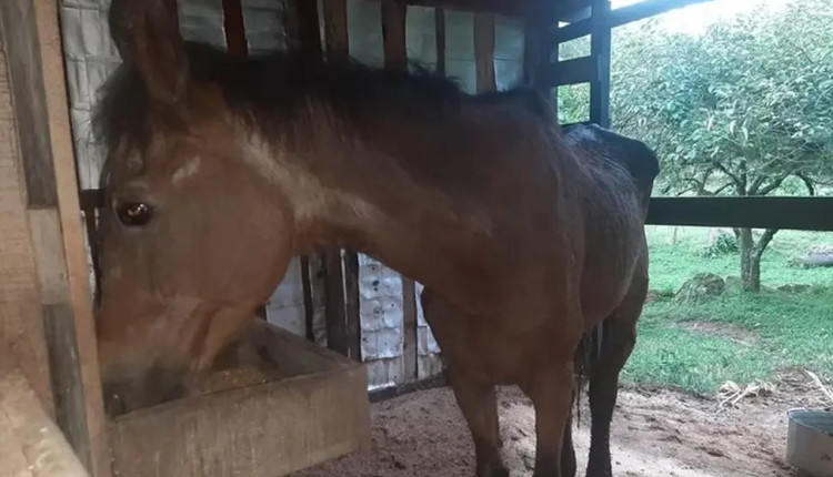 Égua gaúcha pode ser o equino vivo mais velho do Brasil