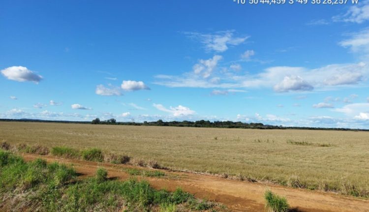 Leilão judicial destrói plantação de arroz em Lagoa da Confusão: 900 ha perdidos