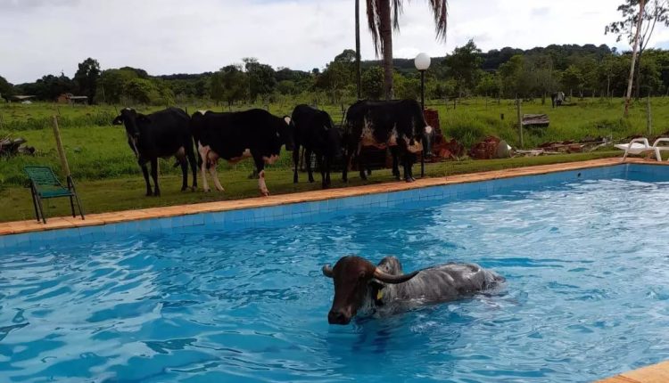Banhos em bovinos são uma opção eficaz para controlar carrapatos
