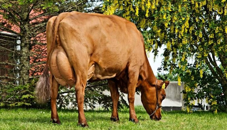 Atualmente, lamentavelmente, o gado Danish Red não é mais criado no Brasil, no entanto, essa raça é amplamente difundida na Dinamarca, onde os esforços de melhoramento genético estão concentrados principalmente na produção leiteira.