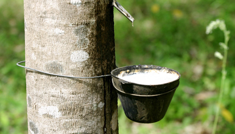 Subvenção de R$ 70 mi é divulgado para equalizar o preço da borracha natural