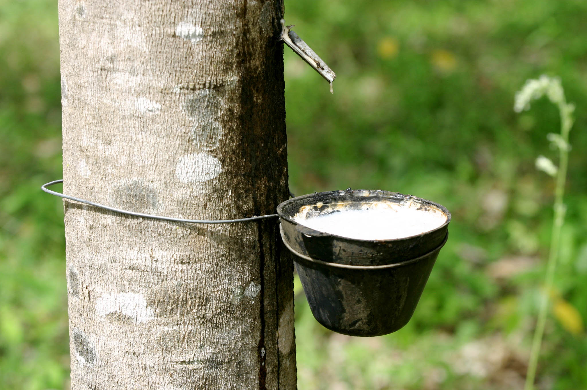 Subvenção de R$ 70 mi é divulgado para equalizar o preço da borracha natural