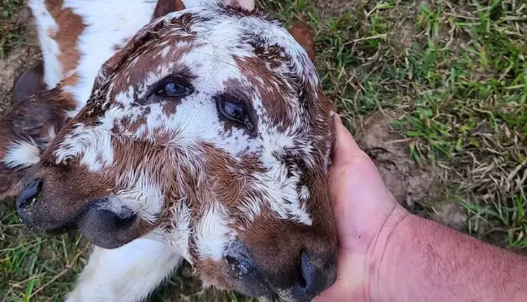 'Duas cabeças, duas bocas, quatro olhos': condição rara de bezerro viraliza e intriga especialistas nos EUA