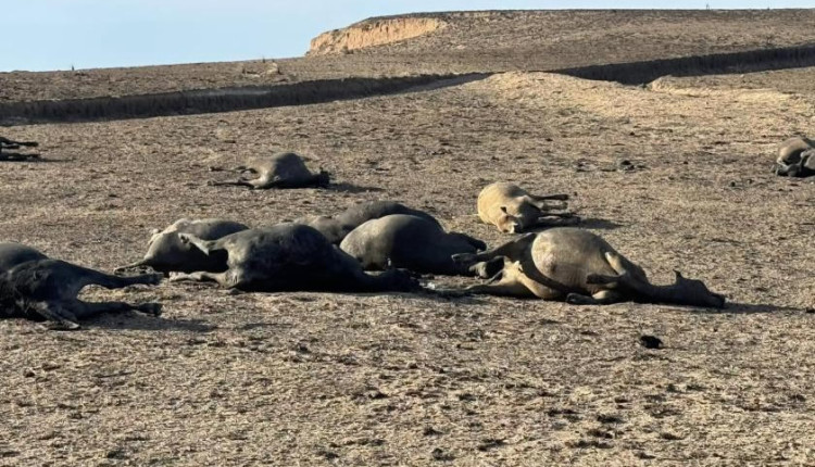 pior incendio na historia do texas - fogo