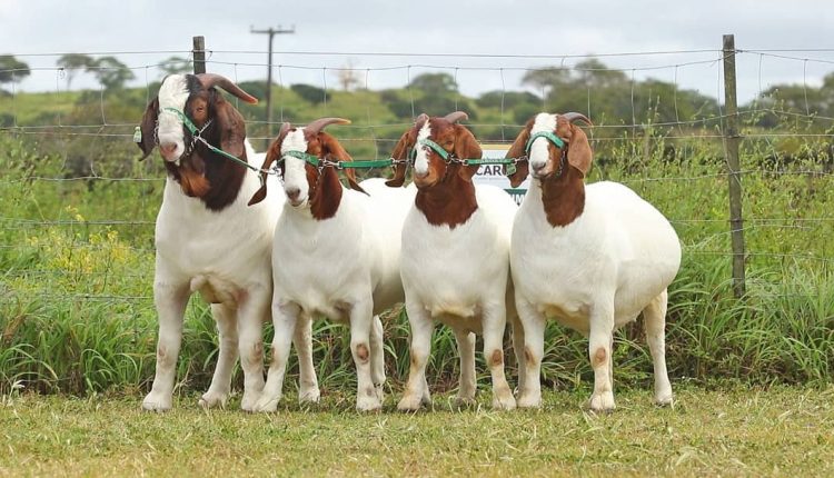 rebanho de animais da raca boer