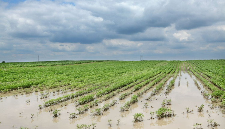 recuperacao judicial no agronegocio - lavoura com excesso de chuvas