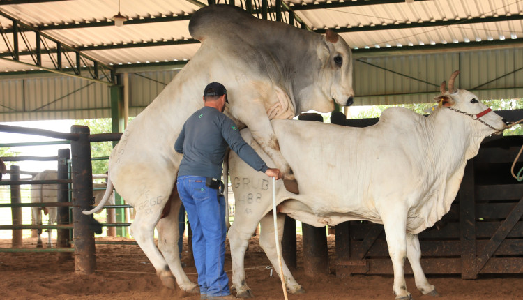 touro de central montando em vaca - seleon biotecnologia