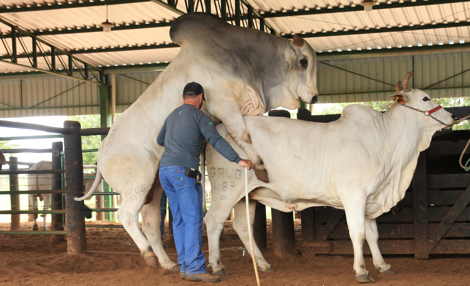 touro de central montando em vaca - seleon biotecnologia