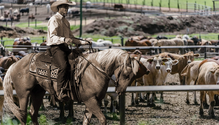 vaqueiros e cowboys em confinamentos