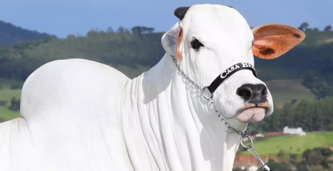 viatina-19 vaca nelore recorde mundial