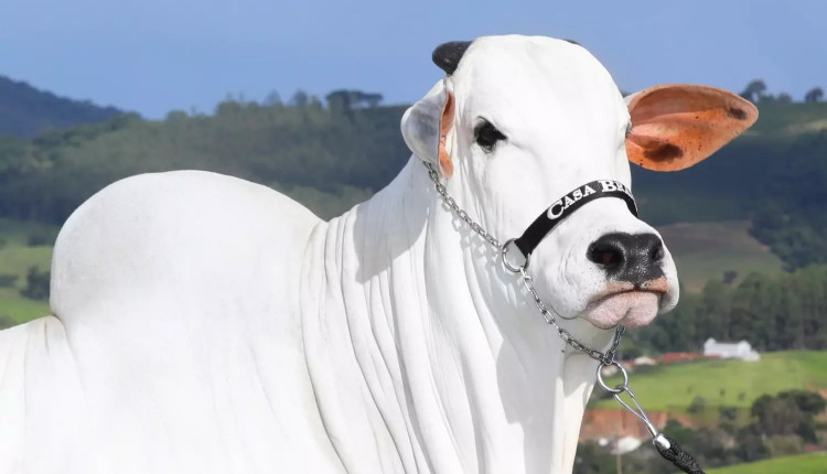 viatina-19 vaca nelore recorde mundial