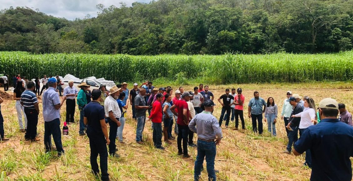 Foto: Produtores em visita à Fazenda Campeira. Ao fundo área cultivada com Sorgão Gigante