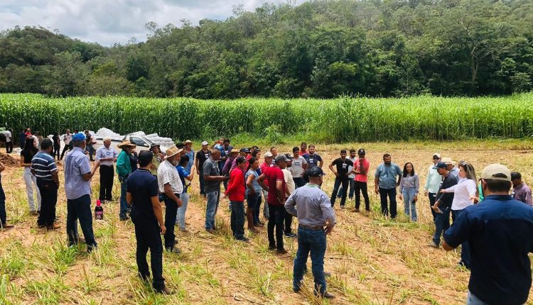 Foto: Produtores em visita à Fazenda Campeira. Ao fundo área cultivada com Sorgão Gigante