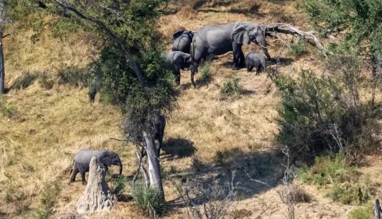 O conflito entre humanos e animais selvagens é a principal causa de órfãos de elefantes em Botsuana, diz a fundadora da Elephant Havens, Debra Stevens Colossal