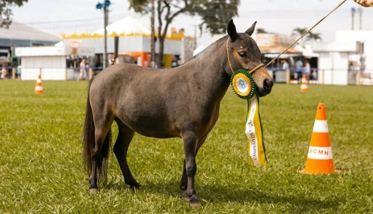 ExpoLondrina marca a abertura do Campeonato Nacional de Mini Horse