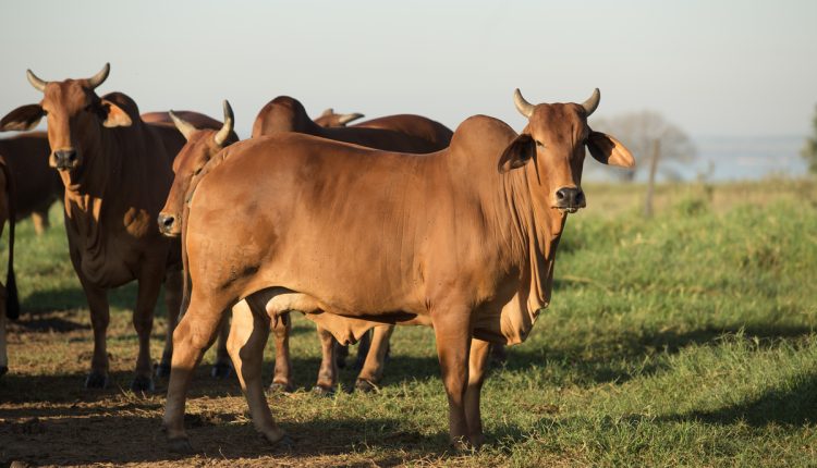 Melhores raças de gado para criar no Nordeste