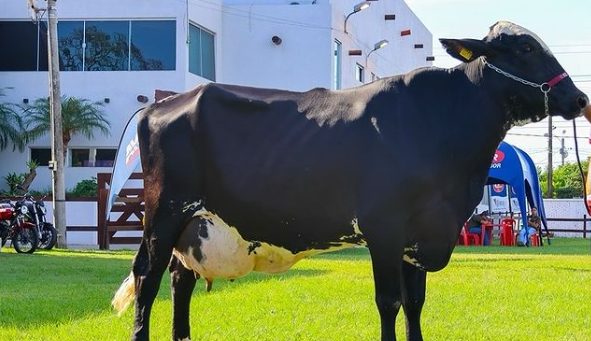 Vaca Girolando bate recorde na Bolívia