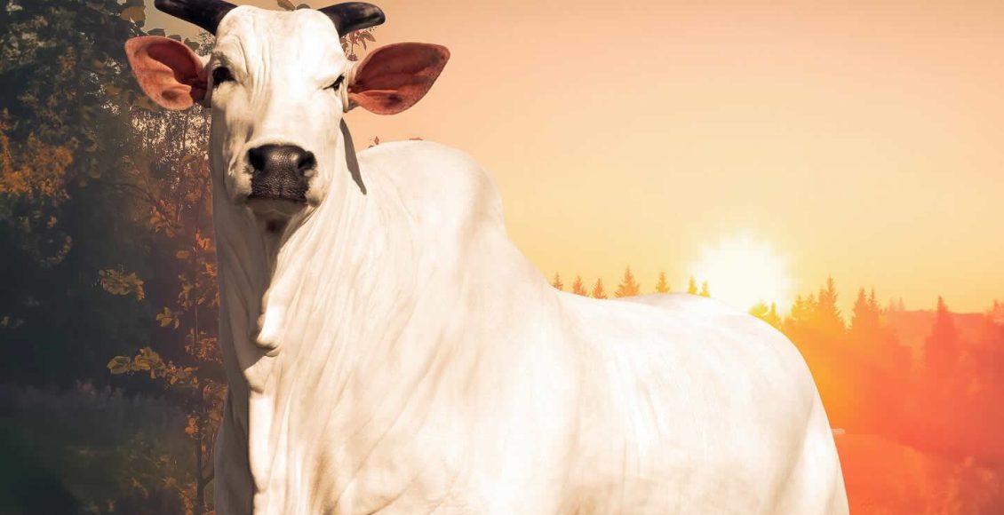 Casa-Branca-Vaca-Donna-FIV-CIAV-Melhor-Matriz-do-Ranking-Nelore-2023-a-venda-no-Leilao-Elo-de-Raca-na-Expozebu